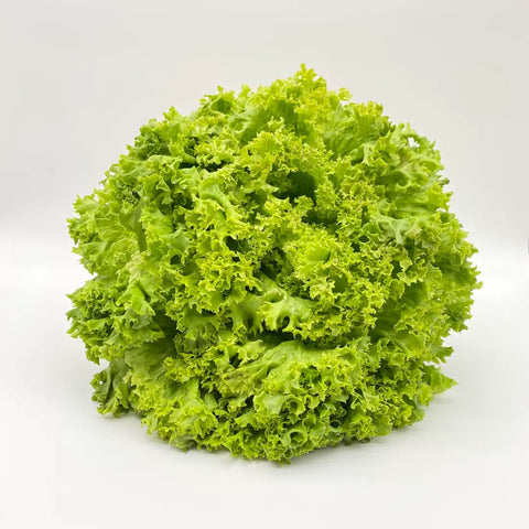 Bio Salat Lollo bionda
