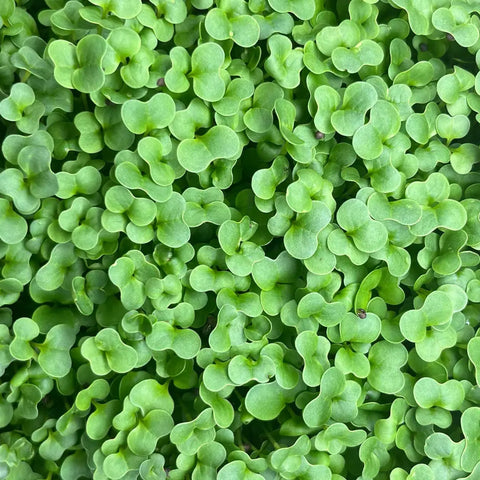 Microgreens BROKKOLI