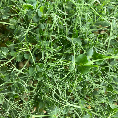 Microgreens ERBSE