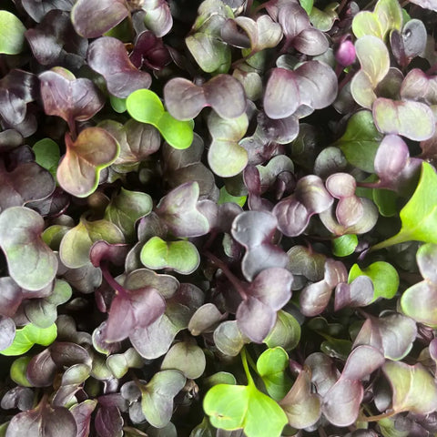 Microgreens RADIESCHEN