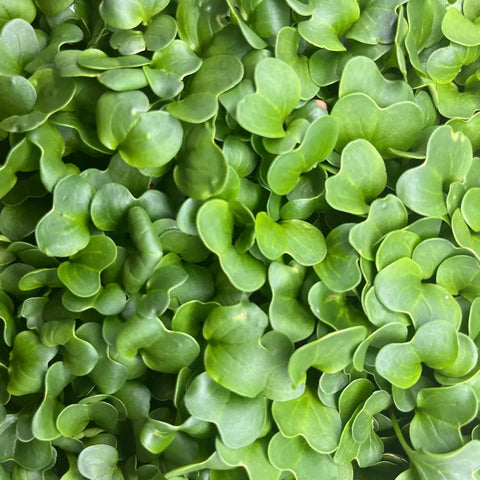 Microgreens RETTICH