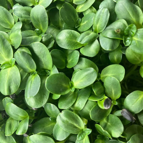 Microgreens SONNENBLUME