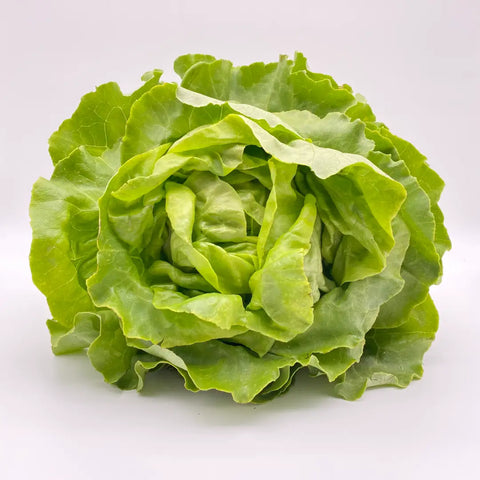 Bio Kopfsalat (grün)