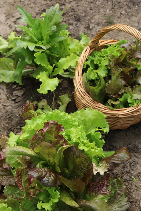 Salat