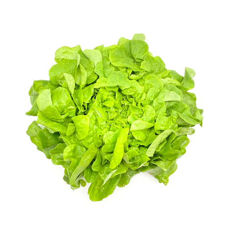 Bio Eichblatt Salat grün