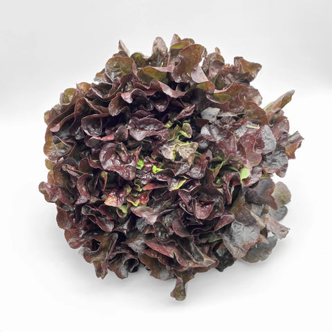 Bio Eichblattsalat (rot)