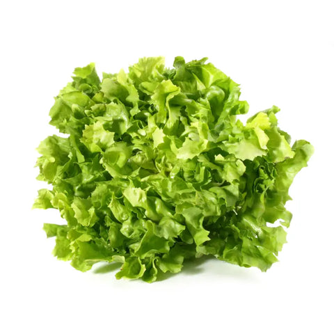 Bio Endivien-Salat