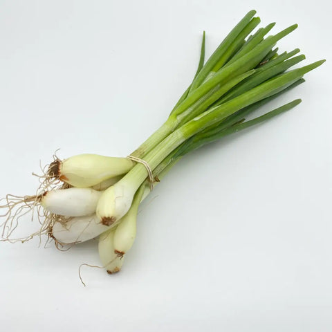 Bio Jungzwiebel Bund