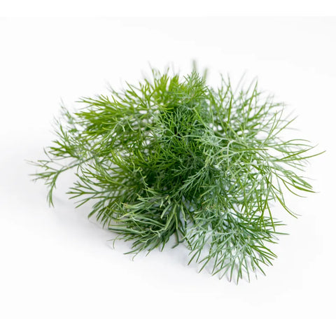Bio Dille Bund