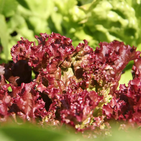 Bio Salat Lollo rosso