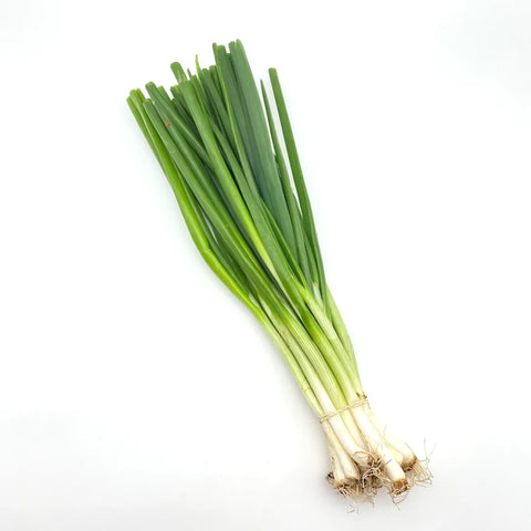 Bio Jungzwiebel Bund
