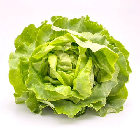Bio Kopfsalat (grün)