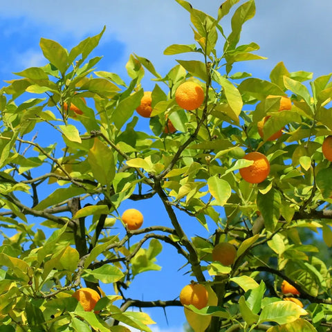 Bio Mandarinen aus Sizilien