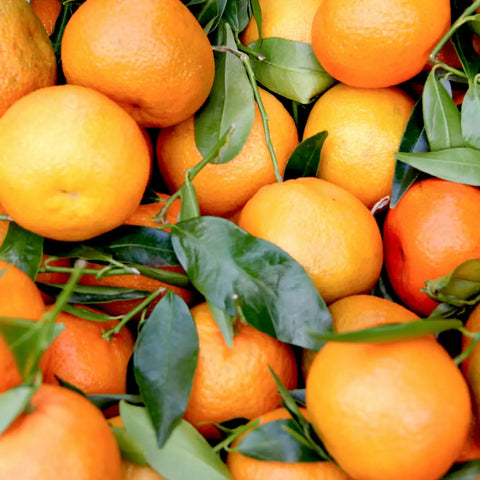 Bio Orangen aus Sizilien - ABHOLUNG 15. MÄRZ 2024