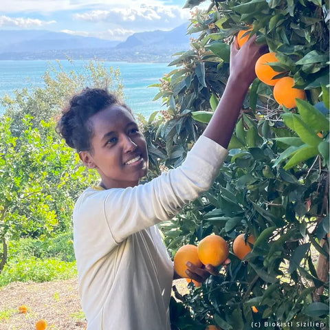 Bio Orangen aus Sizilien - ABHOLUNG 23.01.26