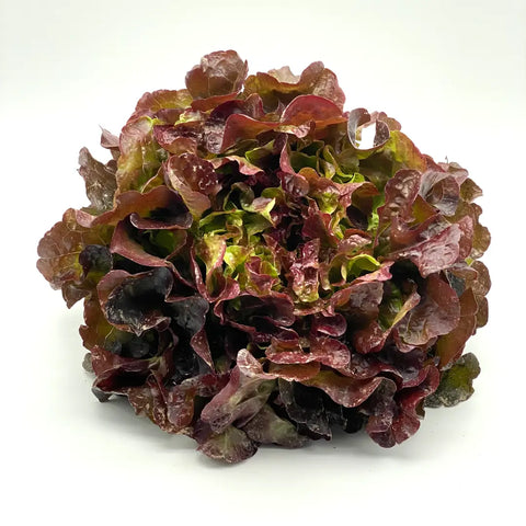 Bio Kopfsalat (rot)