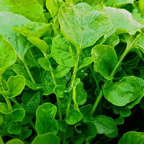 Bio Winterkresse