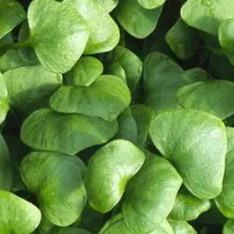 Bio Portulak