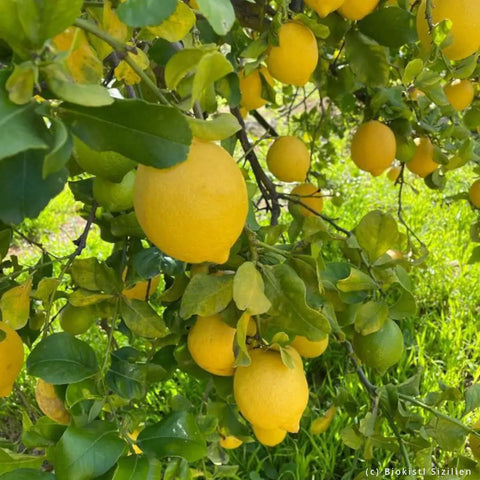 Bio Zitronen aus Sizilien