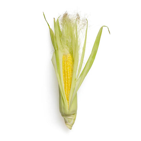 Bio Zuckermais Kolben